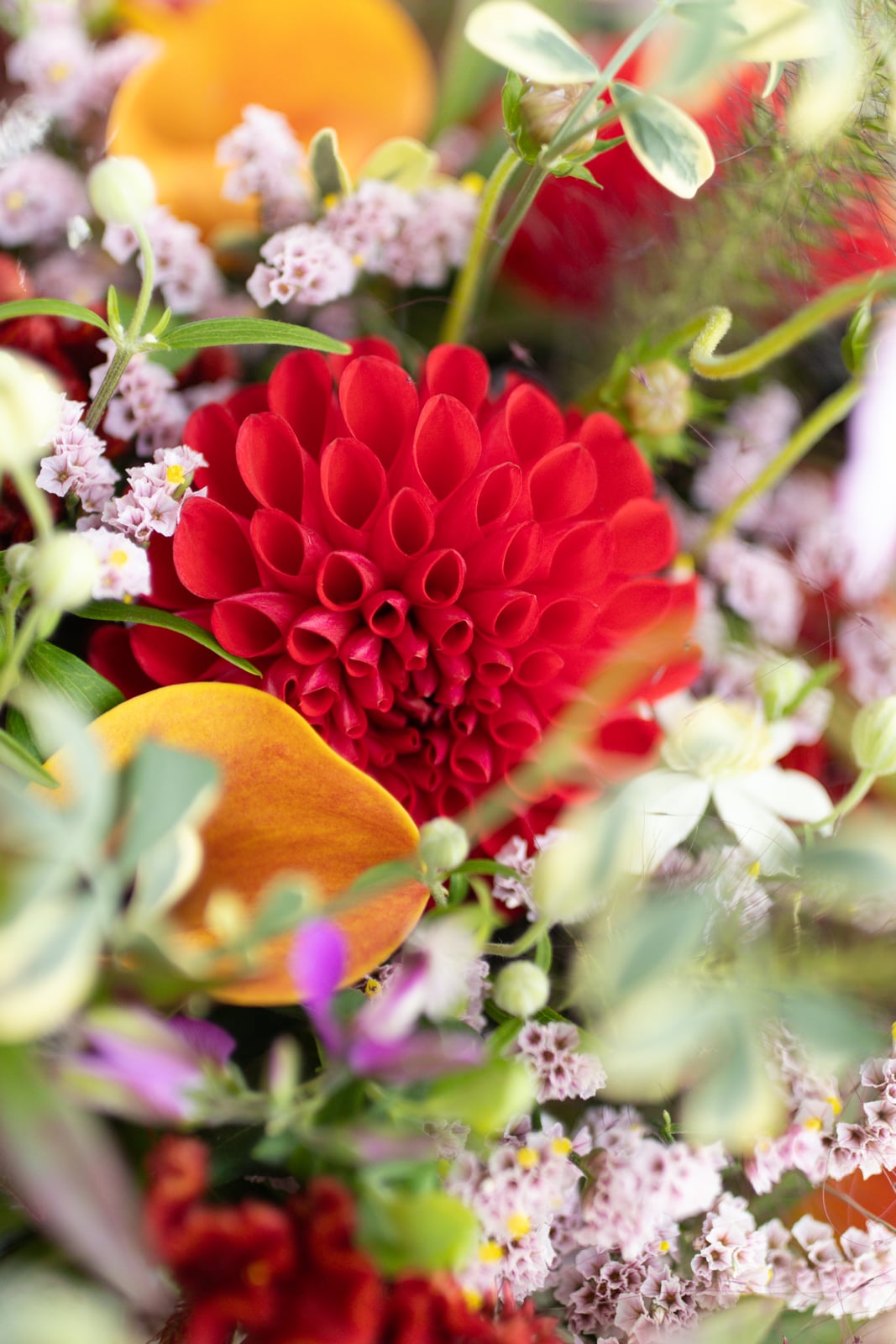 重なり合う赤いダリアの花びらと、周りの小さな花